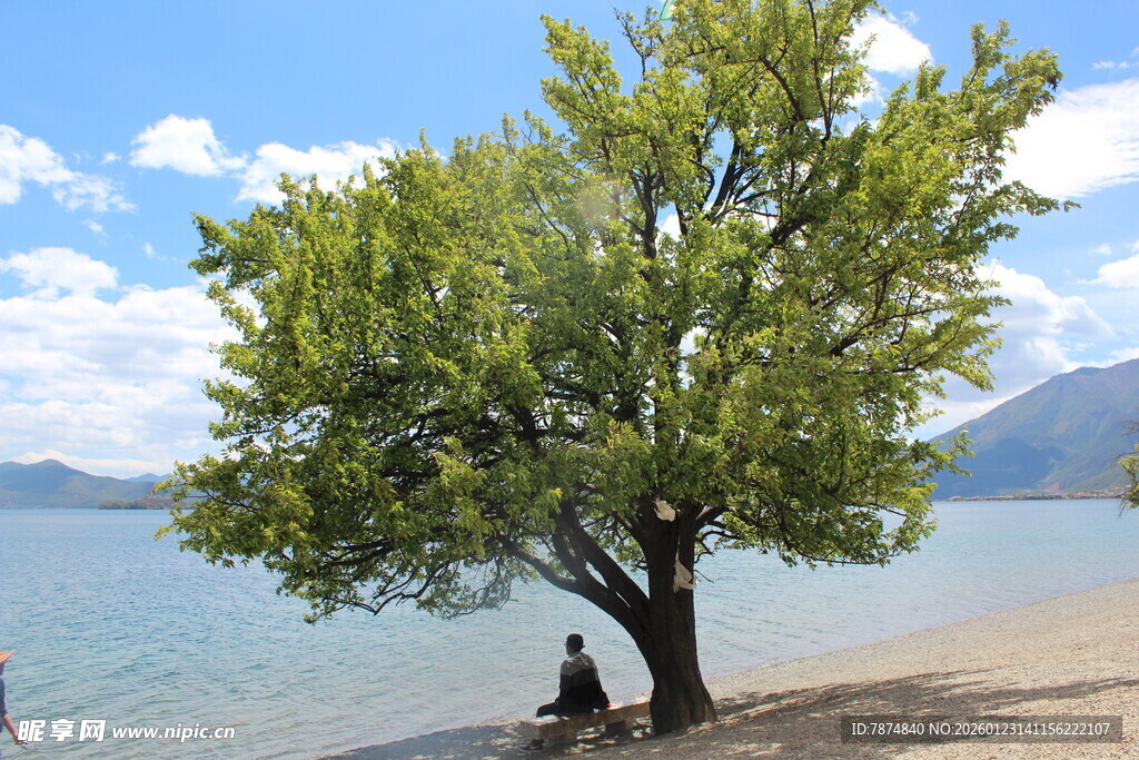 湖畔孤树旁的静谧时光