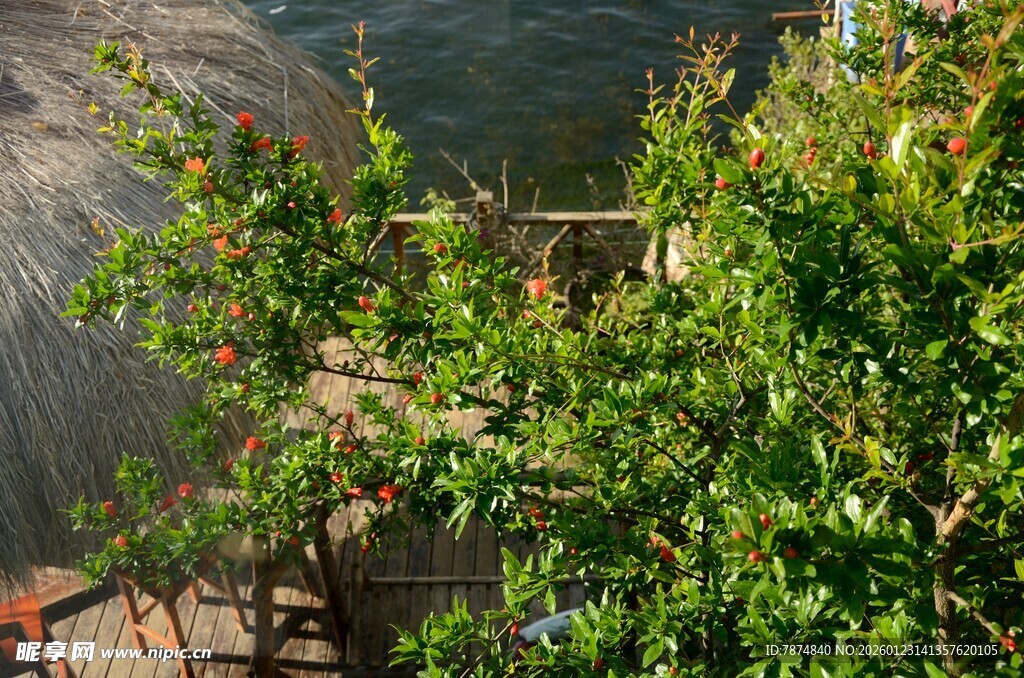 绿叶繁茂的户外景致
