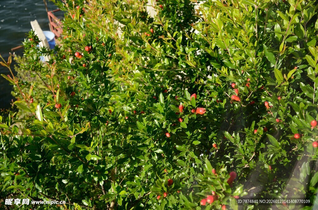 绿叶间的鲜艳果实