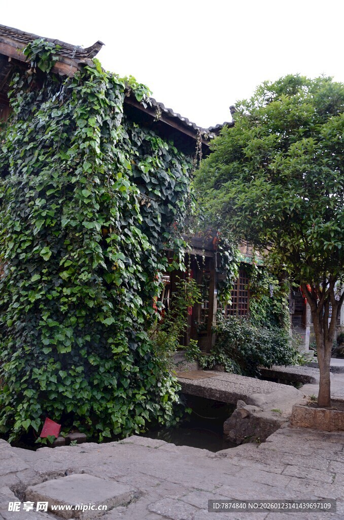 藤蔓覆盖的古朴庭院角落