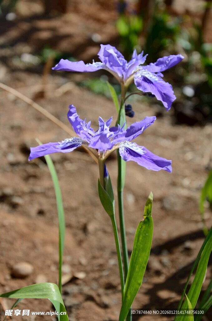 紫色鸢尾花绽放于野外