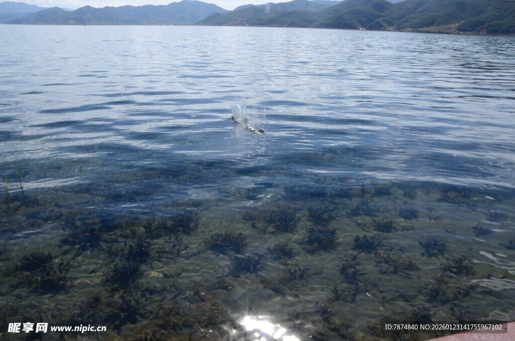清澈湖水下的动人景象
