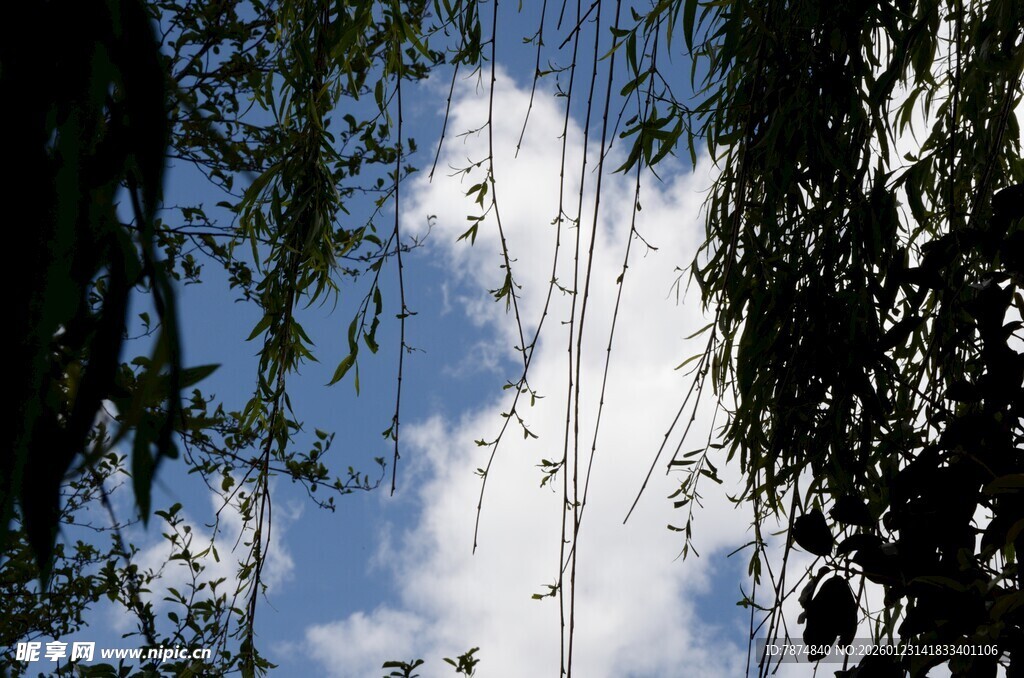 垂柳摇曳于蓝天白云间