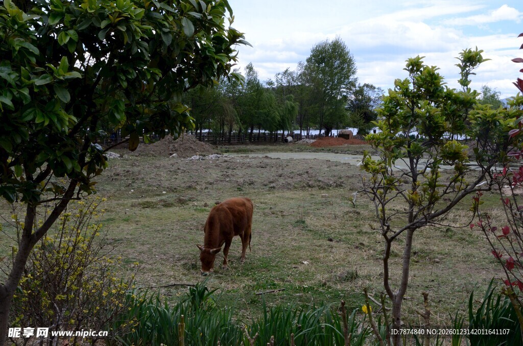田野中吃草的棕色耕牛