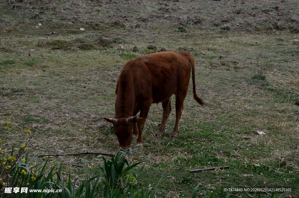 田野中低头吃草的棕色牛