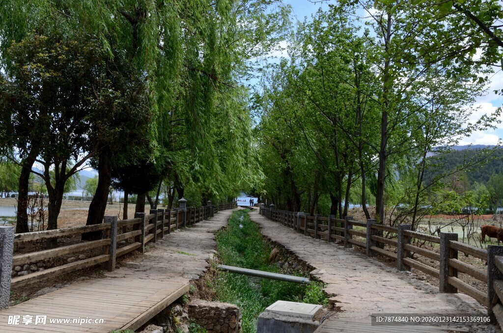 河畔林荫小道风景如画