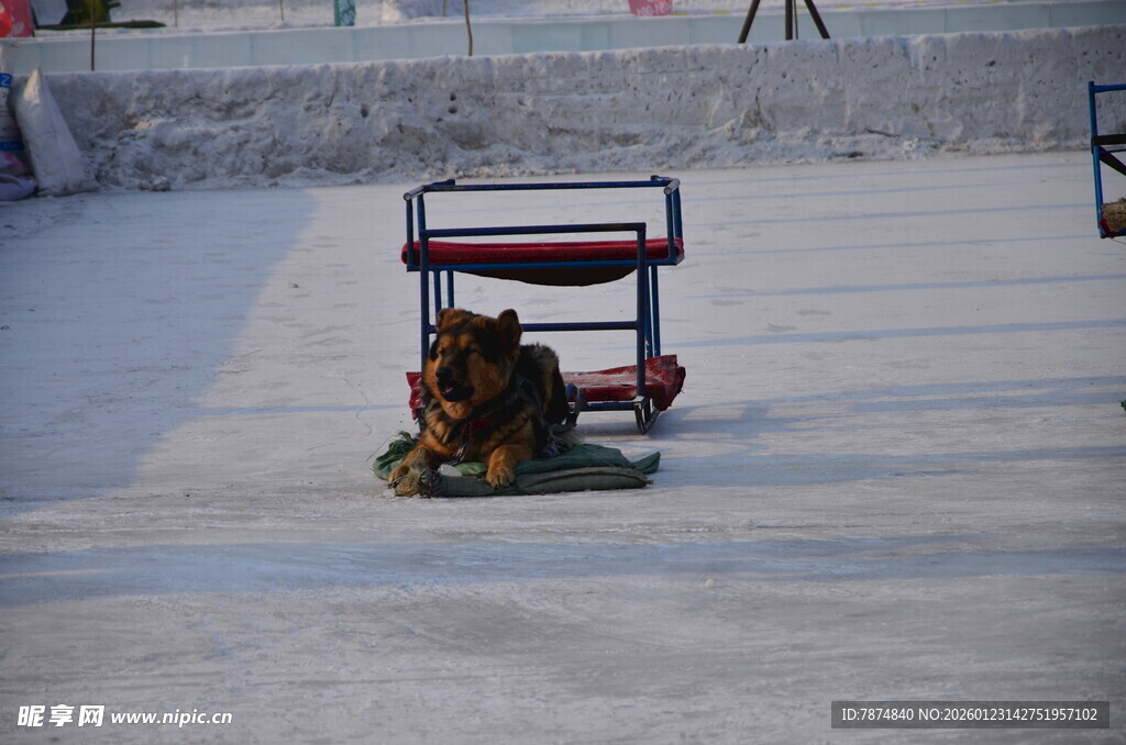 小狗坐冰上小推车