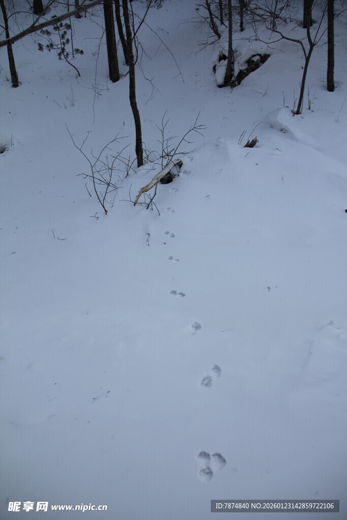 雪地林间足迹