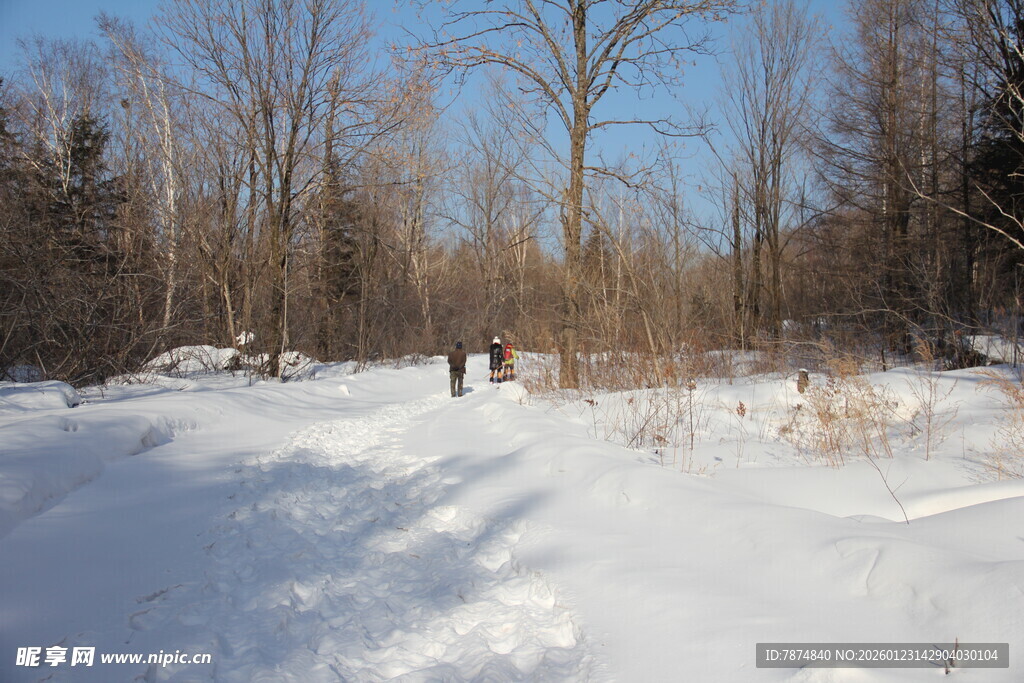 冬日雪地林间景象