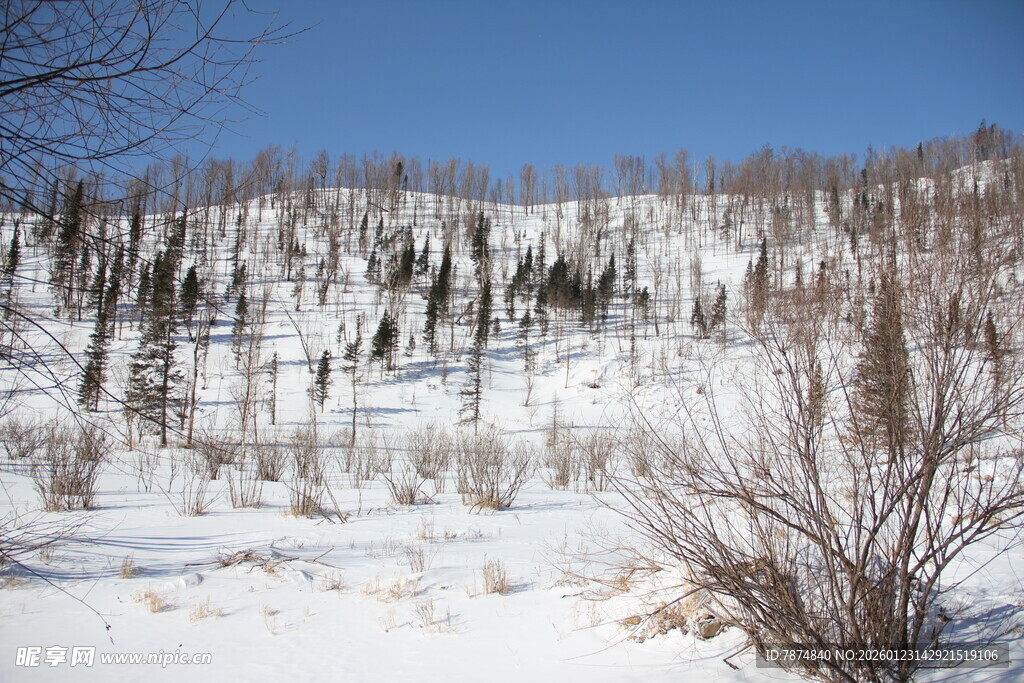 冬日雪覆山林景观