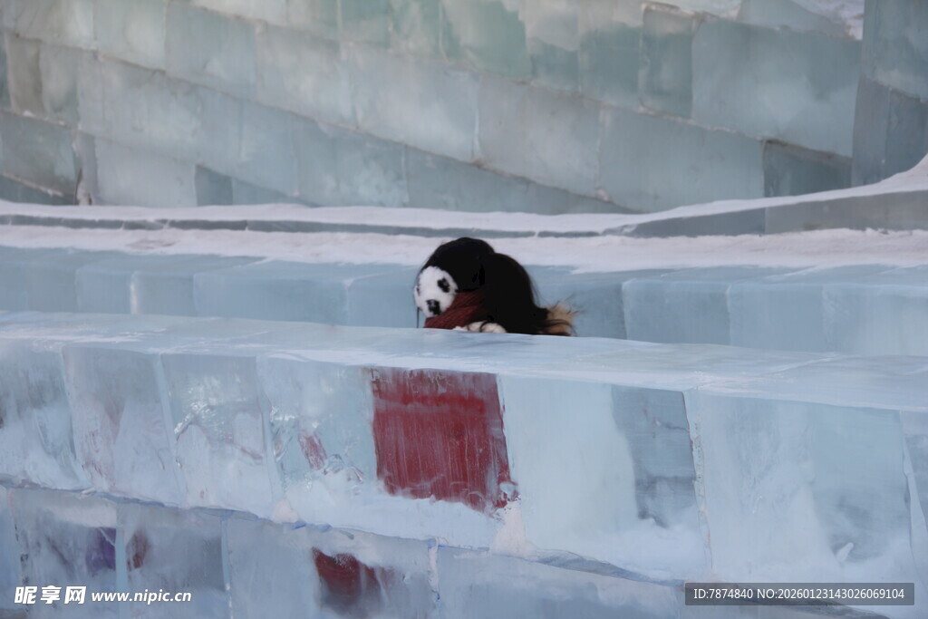 冰中熊猫