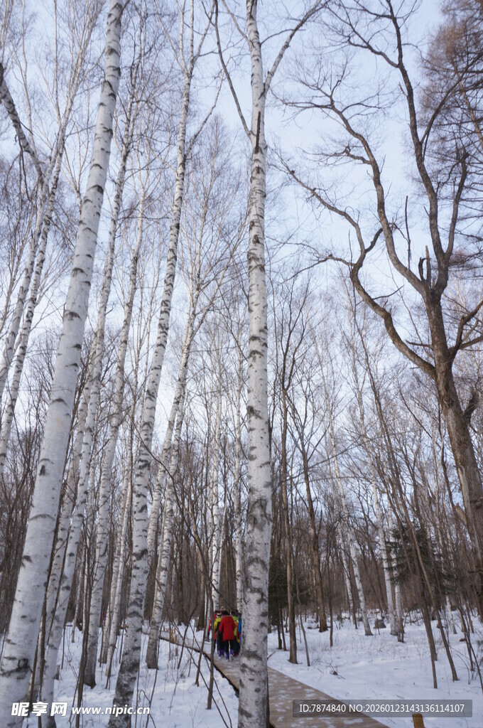 冬日白桦林雪景漫步