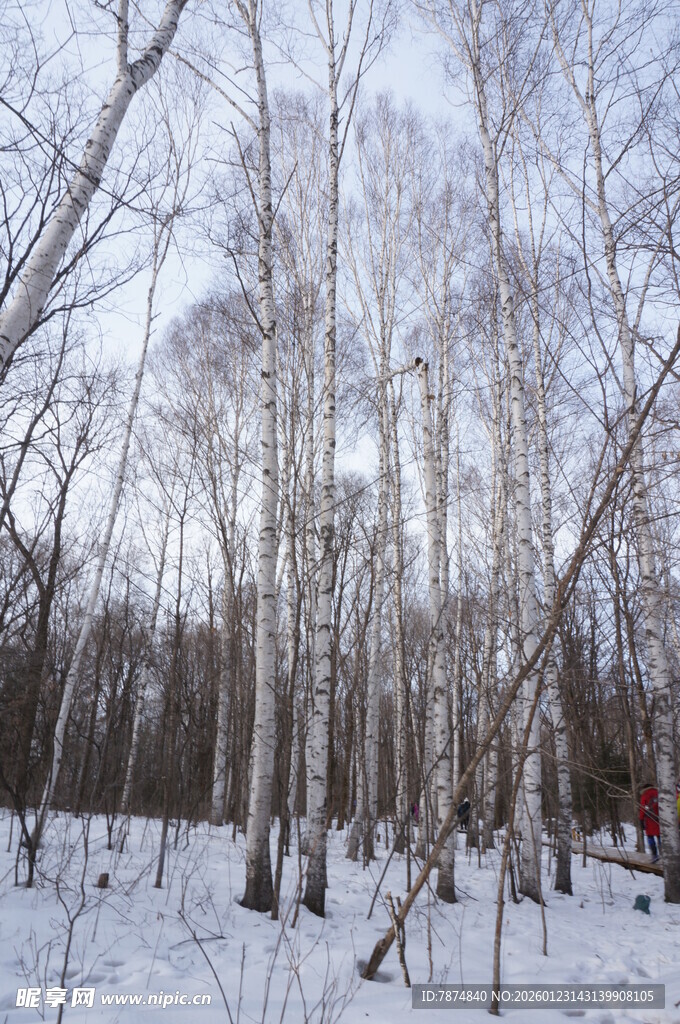 冬日白桦林雪景
