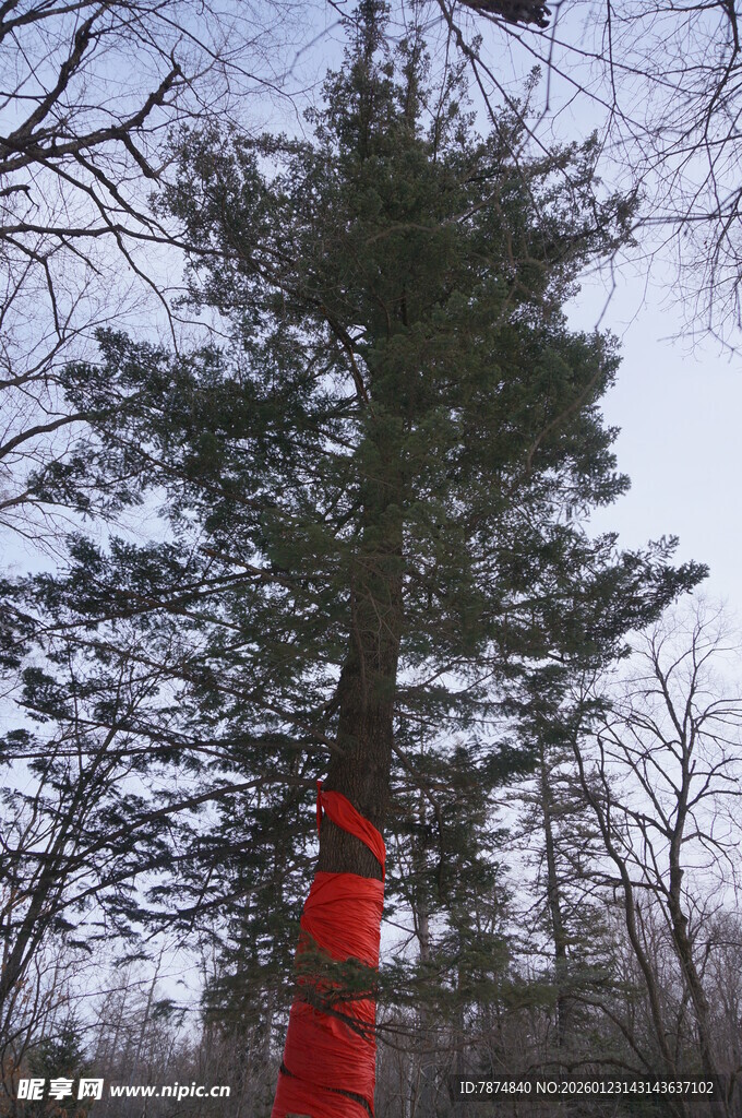 森林中系红布的高大树木