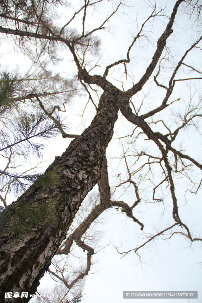 仰拍光秃树干与天空