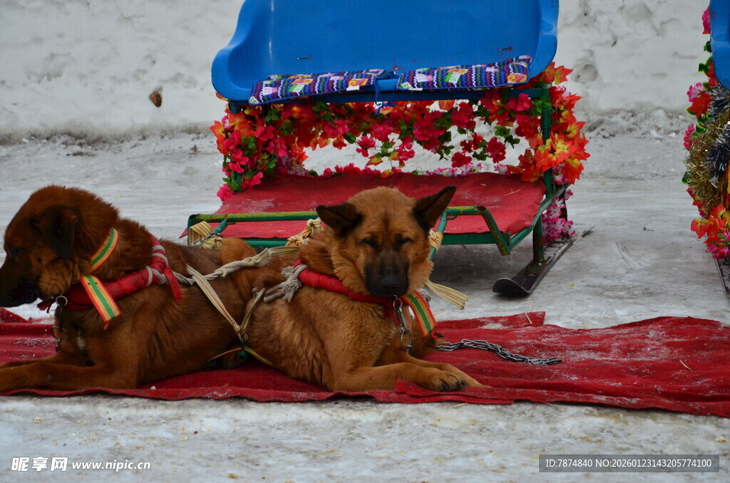 雪地中的拉雪橇犬