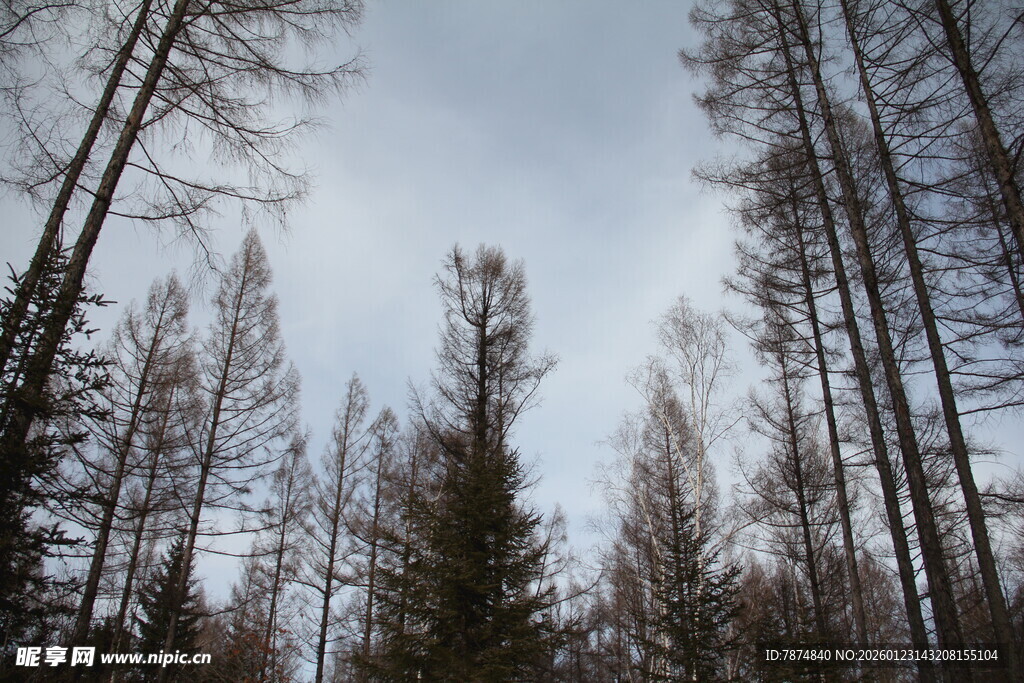 森林中的高耸树木