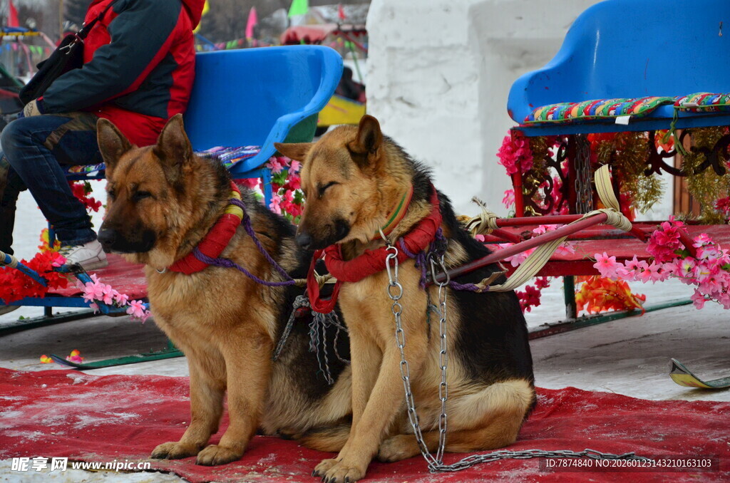 雪地中待命的两只拉雪橇犬