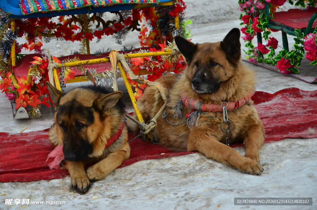 雪地中休憩的两只德国牧羊犬