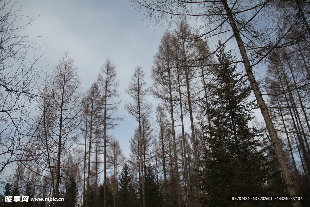 冬日枯树林景观