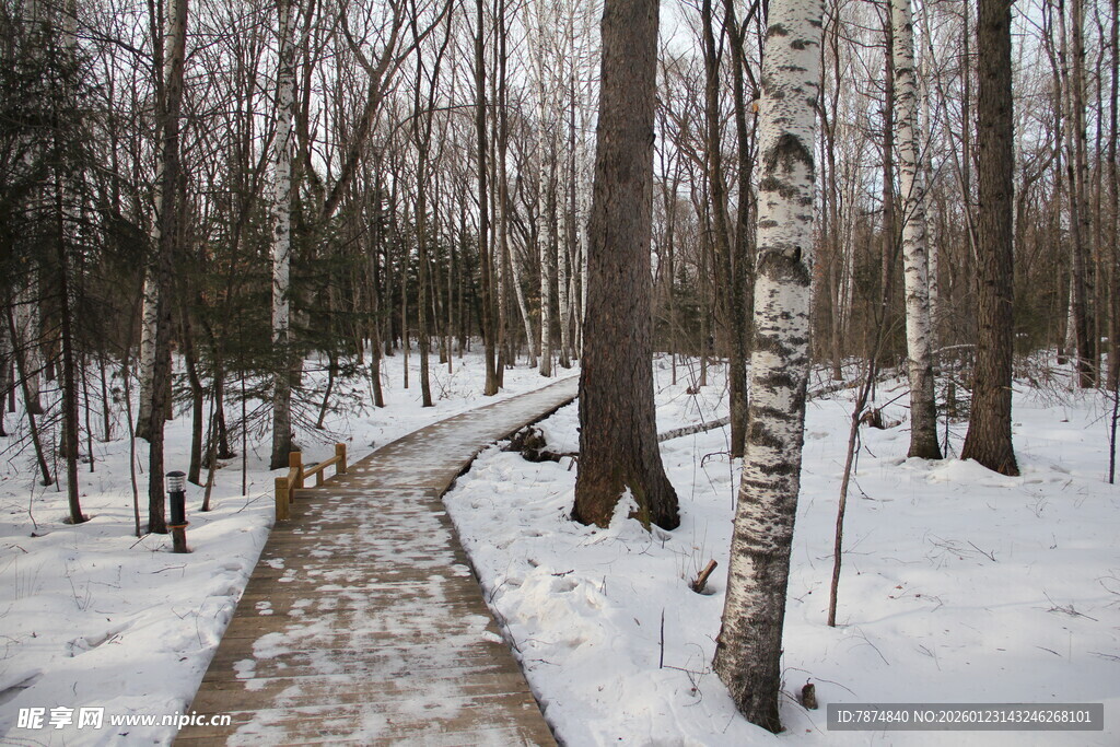 冬日林间雪中小径