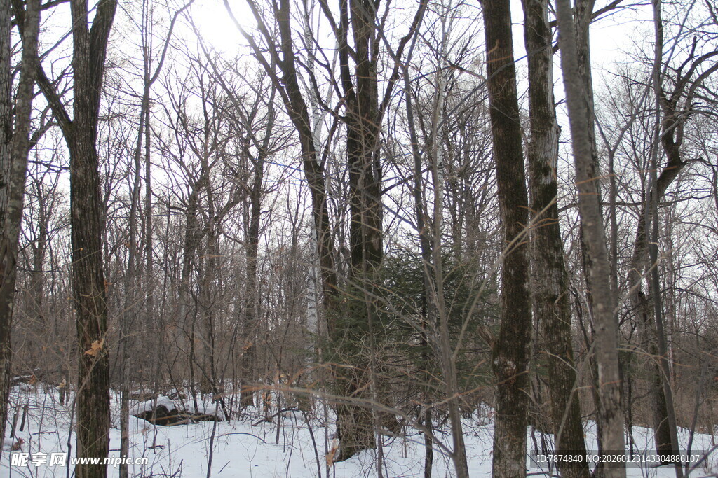 冬日雪覆树林景象