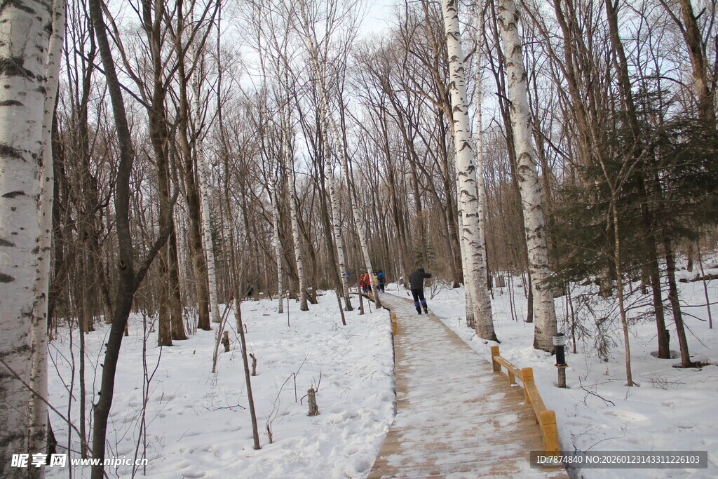 冬日雪林中小径