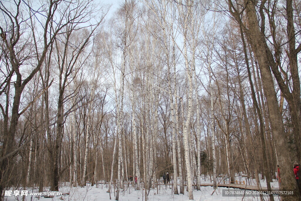 冬日白桦林雪景