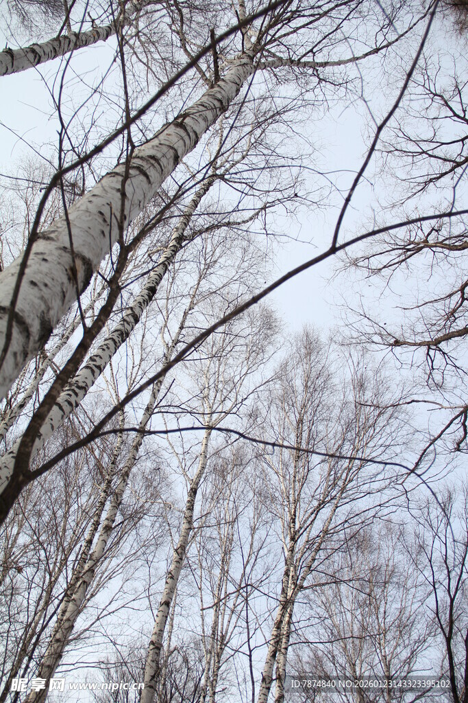 冬日光秃树林景象