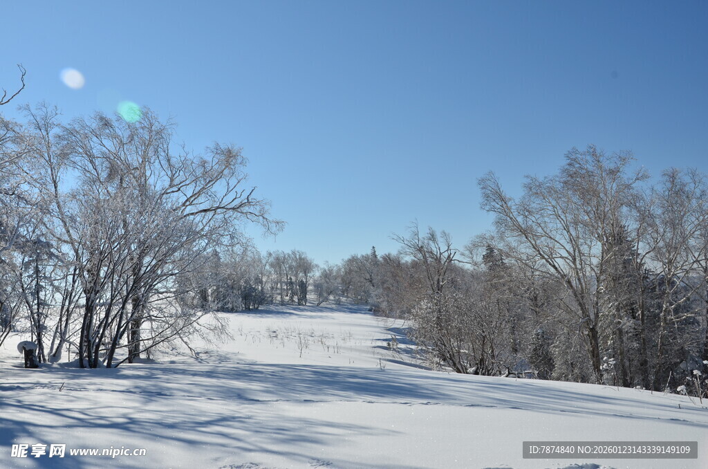 冬日雪景中的树木景观