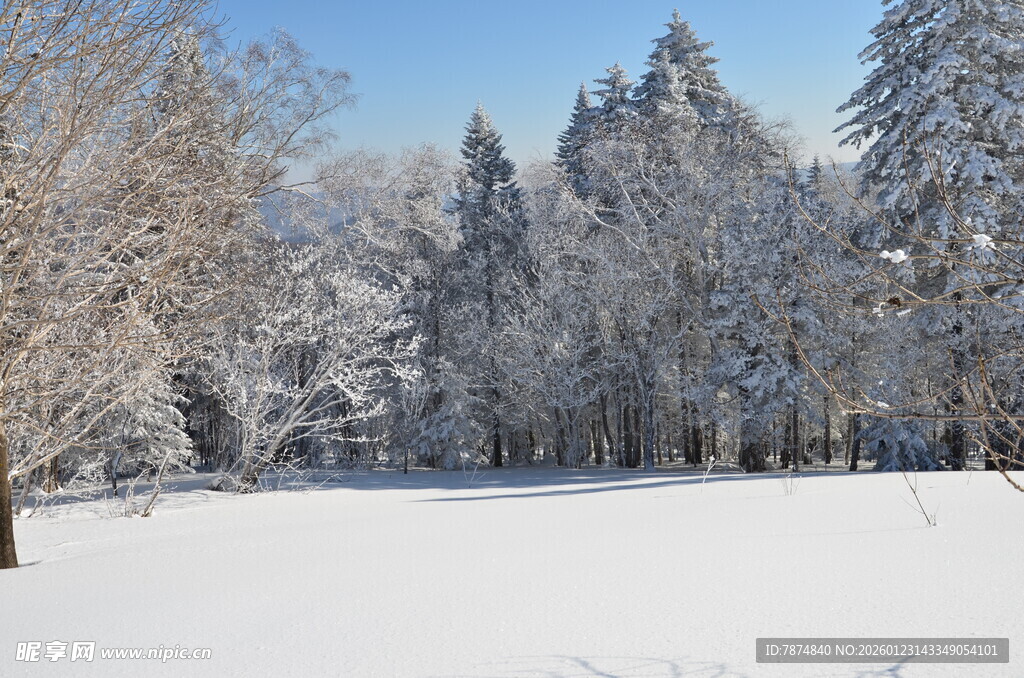 冬日雪景中的宁静树林