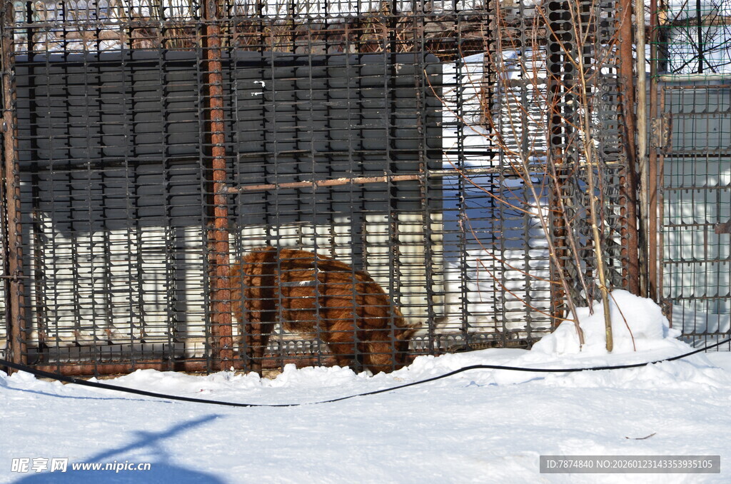 雪地笼中熊