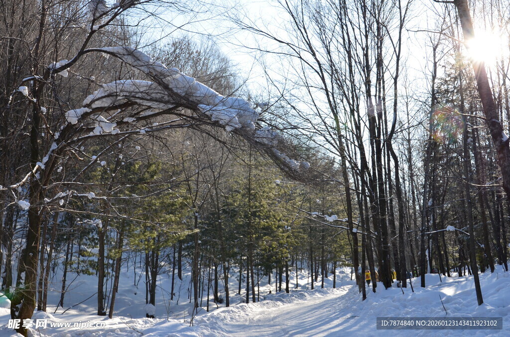 冬日雪覆树林美景