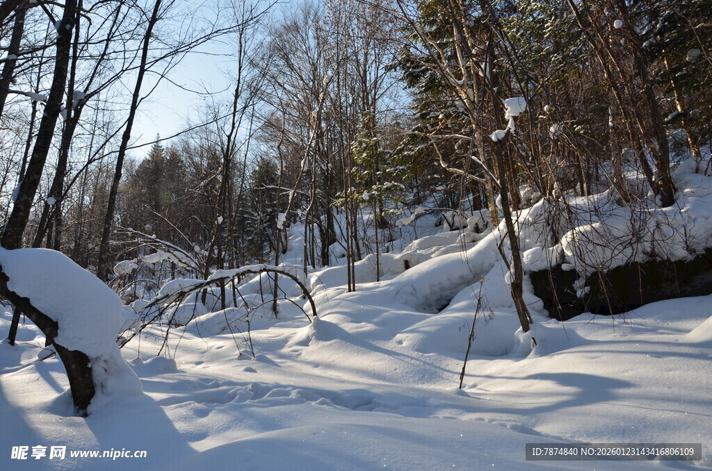 冬日雪覆树林美景