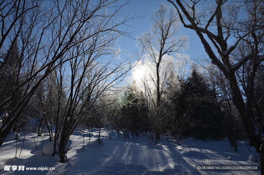 冬日雪林阳光景