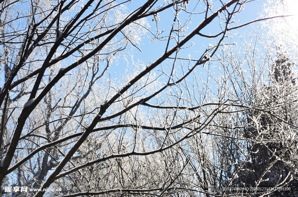 冬日光秃树枝景象