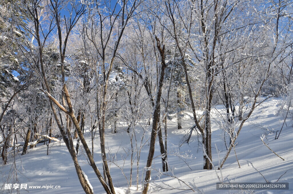 冬日雪覆树林美景