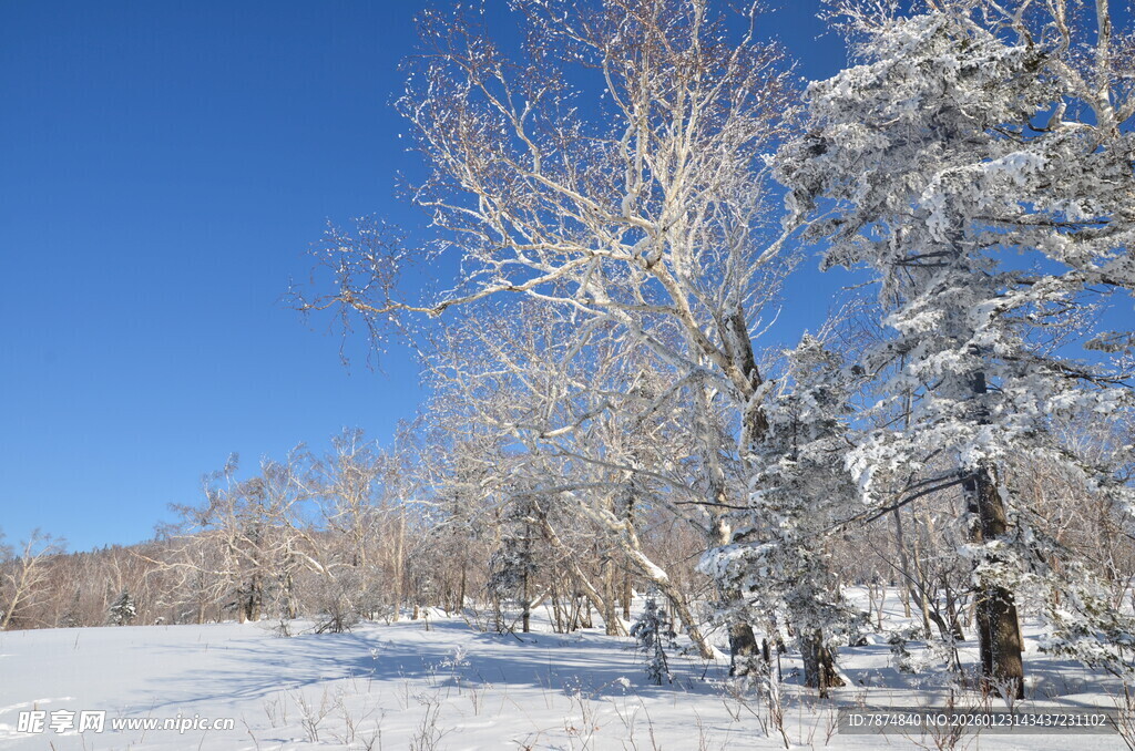 冬日雪林美景