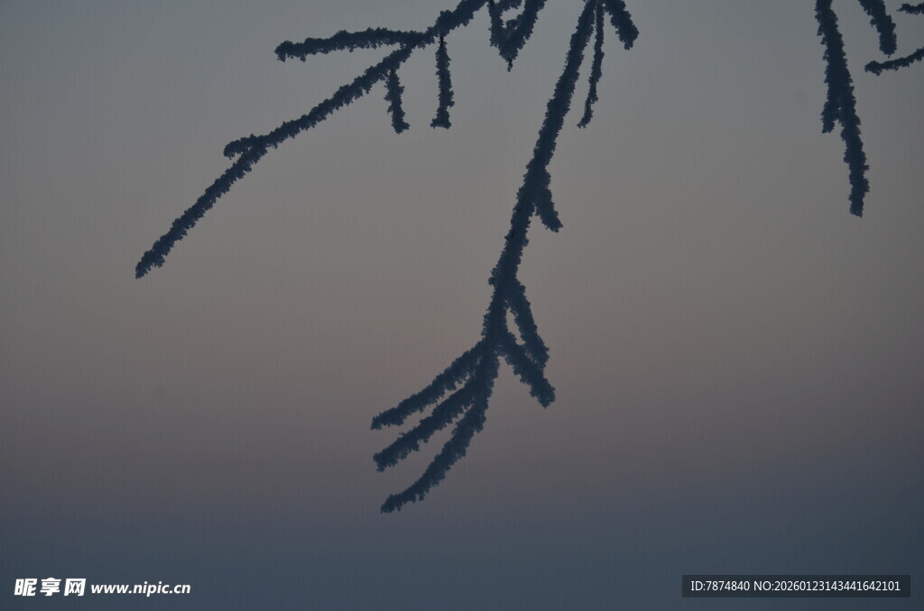 冬日枝头 静谧萧瑟之景