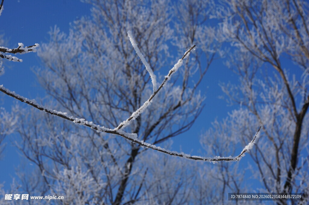 冬日枝头覆霜的美丽景象