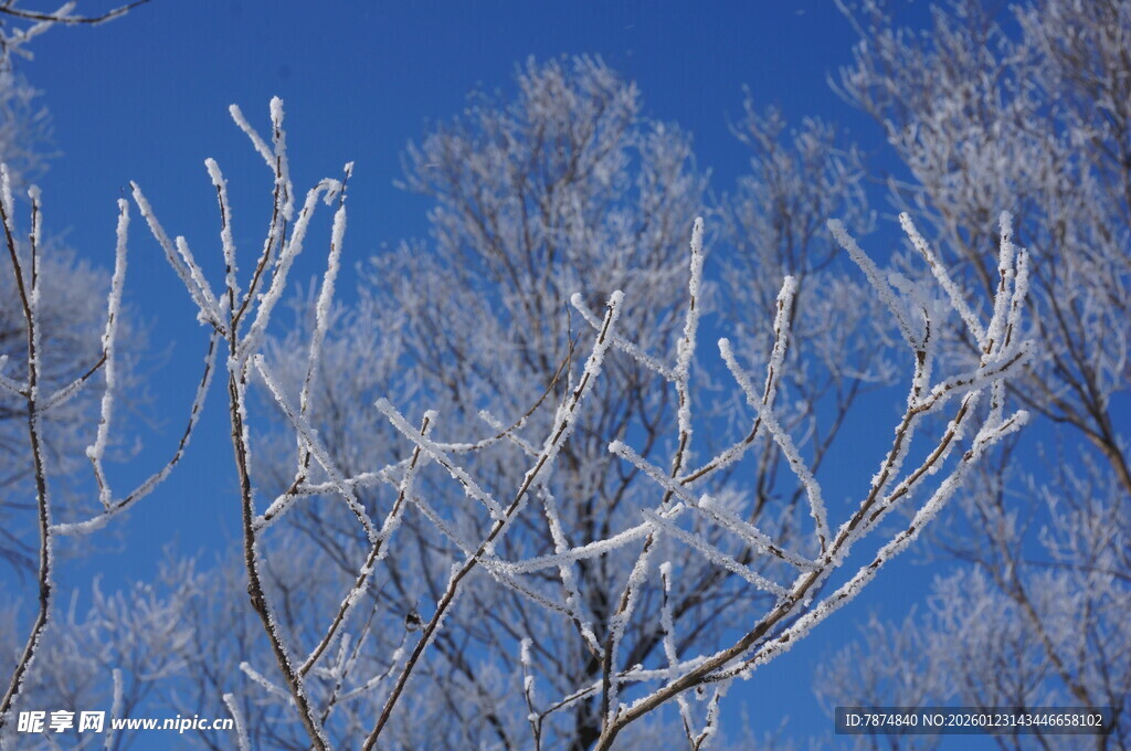 冬日霜枝映蓝天