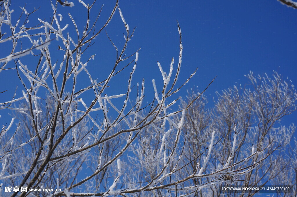 冬日枝头覆冰美景