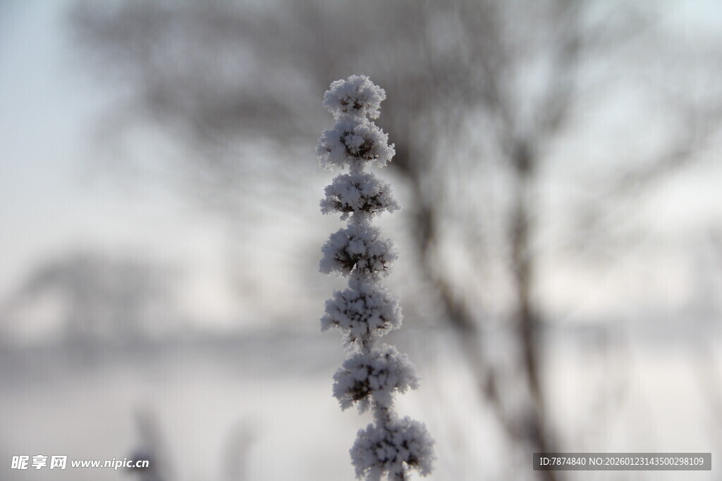 冬日枝头覆霜的植物