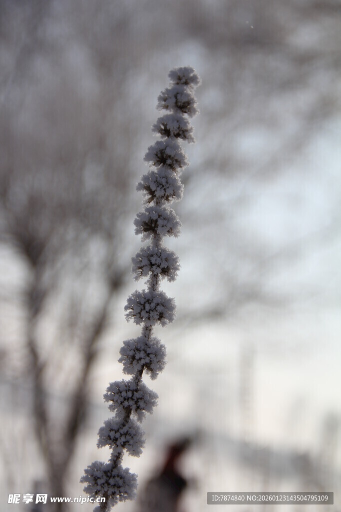 一枝毛茸茸植物特写
