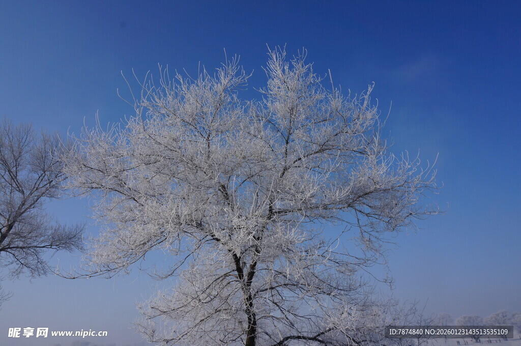 冬日雾凇覆盖的孤树美景