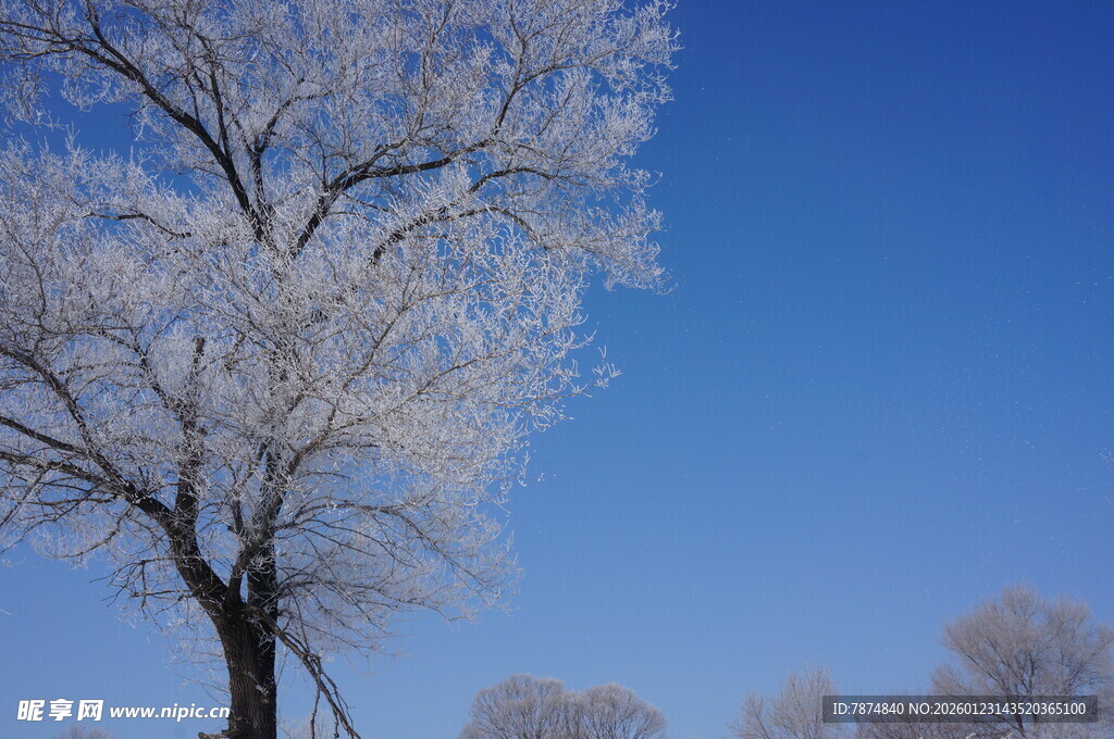 冬日枝头的冰雪美景