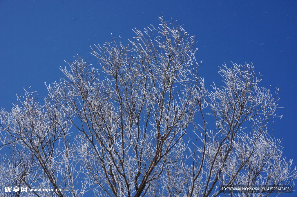 蓝天覆雪树景