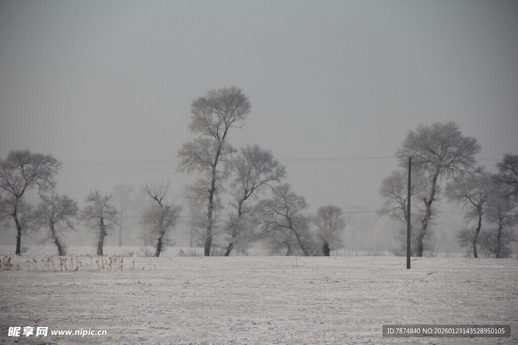 冬日雪野中的稀疏树木