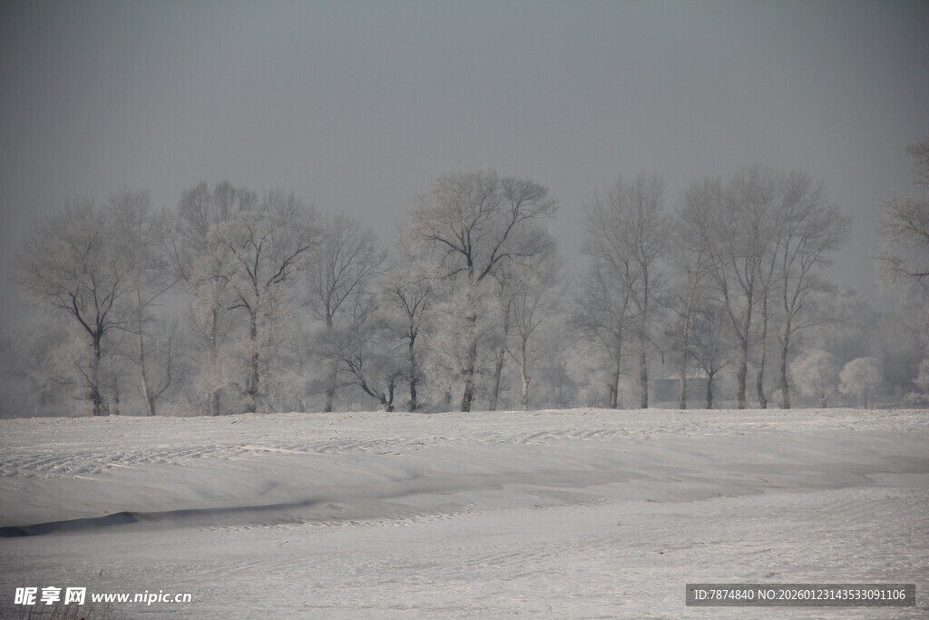 冬日雪覆田野树木景观