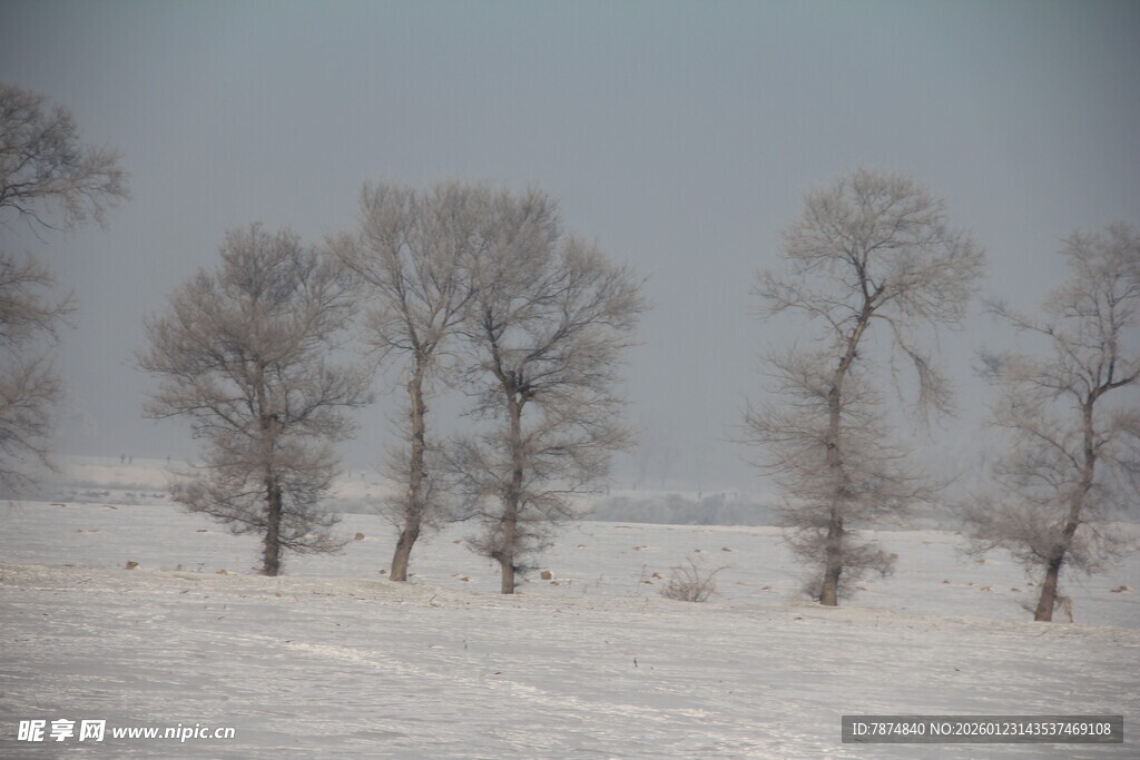 冬日雪野中的枯树景观